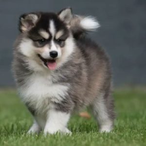 Cachorros-Pomsky-Medellin